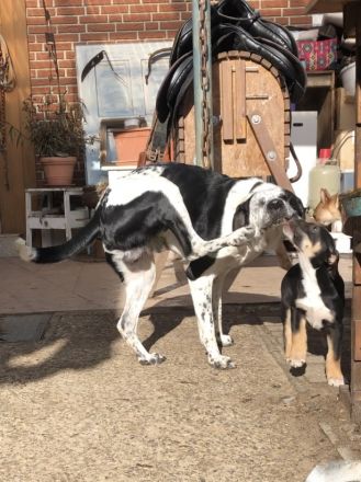 Malinois xLabrador Welpen Mix Joker