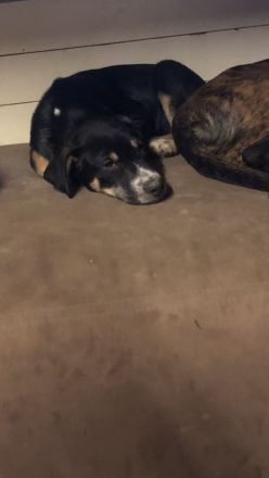 Malinois xLabrador Welpen Mix Joker