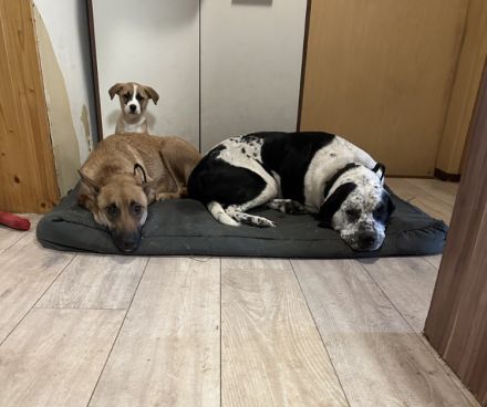 Malinois xLabrador Welpen Mix Joker