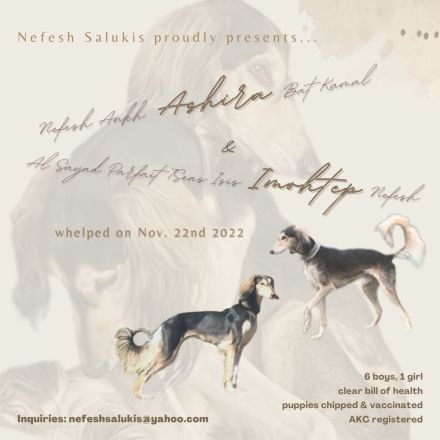 Nefesh Salukis B-Wurf: Liebe auf Anhieb