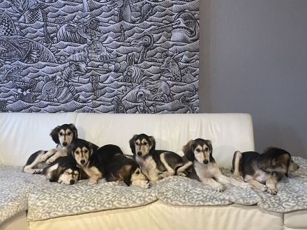 Nefesh Salukis B-Wurf: Liebe auf Anhieb