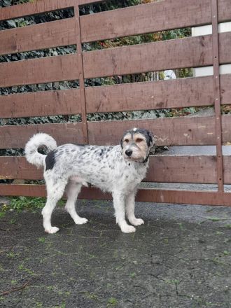 Artur- ein toller Mischling möchte ein zuhause bei einer Einzelperson