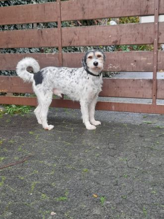 Artur- ein toller Mischling möchte ein zuhause bei einer Einzelperson