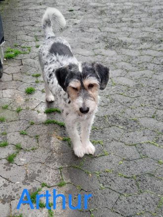 Artur- ein toller Mischling möchte ein zuhause bei einer Einzelperson