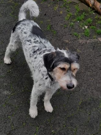 Artur- ein toller Mischling möchte ein zuhause bei einer Einzelperson