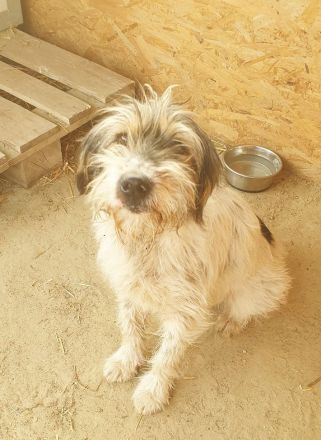 Artur- ein toller Mischling möchte ein zuhause bei einer Einzelperson