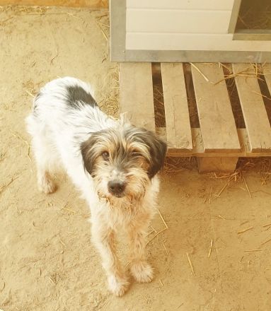 Artur- ein toller Mischling möchte ein zuhause bei einer Einzelperson