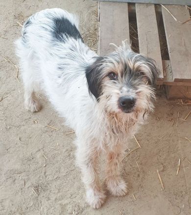 Artur- ein toller Mischling möchte ein zuhause bei einer Einzelperson