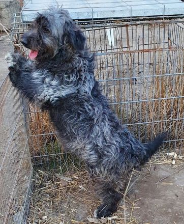 Czesarina wartet in einer Pflegestelle auf ein eigenes zuhause