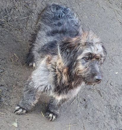Czesarina wartet in einer Pflegestelle auf ein eigenes zuhause