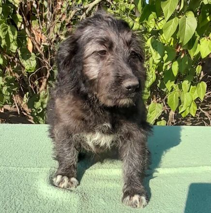 Czesarina wartet in einer Pflegestelle auf ein eigenes zuhause