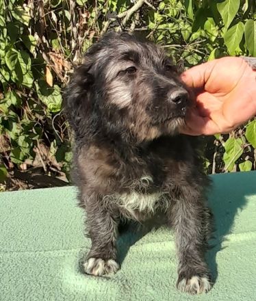 Czesarina wartet in einer Pflegestelle auf ein eigenes zuhause