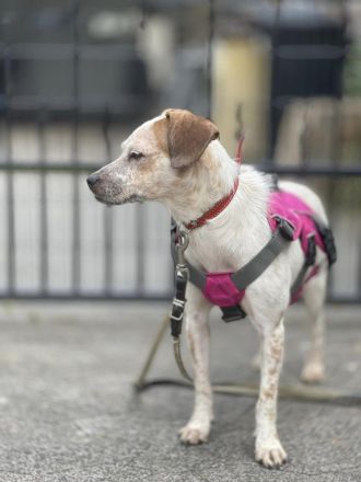 Latte  bildschönes Hundemädchen wartet in einer Pflegestelle auf ein zuhause