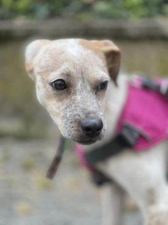 Latte  bildschönes Hundemädchen wartet in einer Pflegestelle auf ein zuhause