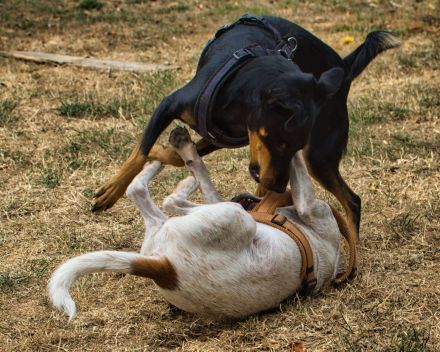 Latte  bildschönes Hundemädchen wartet in einer Pflegestelle auf ein zuhause