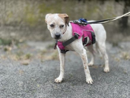 Latte  bildschönes Hundemädchen wartet in einer Pflegestelle auf ein zuhause