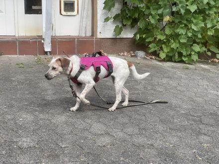 Latte  bildschönes Hundemädchen wartet in einer Pflegestelle auf ein zuhause