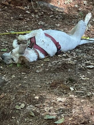 Latte  bildschönes Hundemädchen wartet in einer Pflegestelle auf ein zuhause