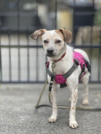 Latte  bildschönes Hundemädchen wartet in einer Pflegestelle auf ein zuhause