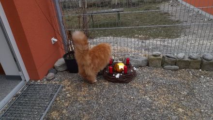 Katzenpension Eisenlauer/Katzensitter/Katzenbetreuung/Katzenhotel