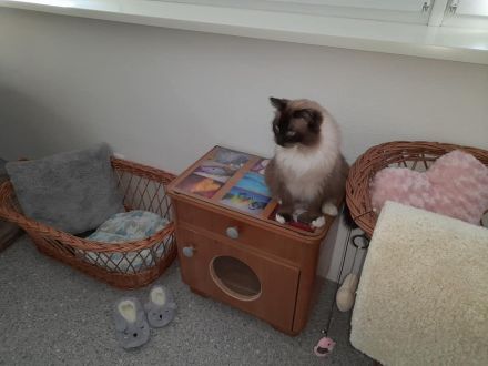 Katzenpension Eisenlauer/Katzensitter/Katzenbetreuung/Katzenhotel