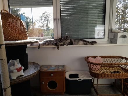 Katzenpension Eisenlauer/Katzensitter/Katzenbetreuung/Katzenhotel