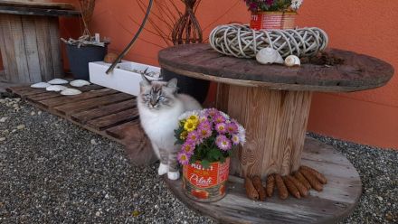 Katzenpension Eisenlauer/Katzensitter/Katzenbetreuung/Katzenhotel