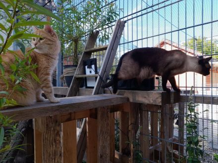 Katzenpension Eisenlauer/Katzensitter/Katzenbetreuung/Katzenhotel