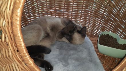 Katzenpension Eisenlauer/Katzensitter/Katzenbetreuung/Katzenhotel