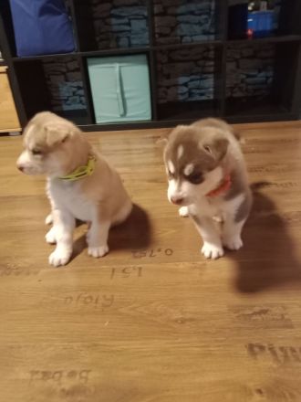 Sibirischer Husky Welpen