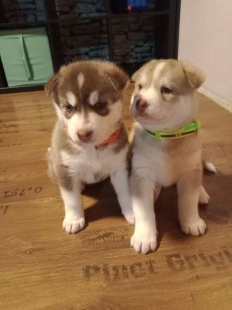 Sibirischer Husky Welpen