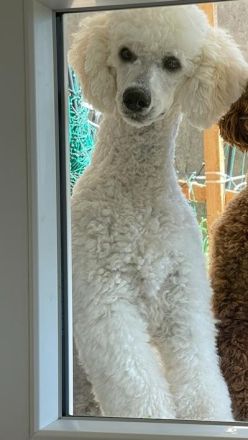 Großpudel Welpen Farben: hell apricot bis red