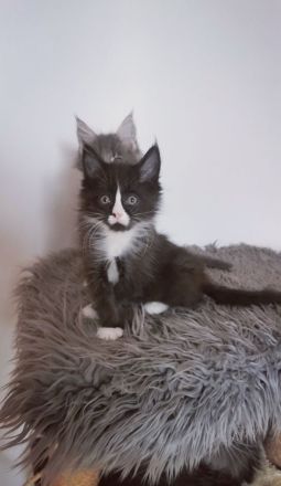 ❤️Zuckersüße Reinrassige Maine coon Katerchen Kitten ❤️