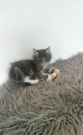 ❤️Zuckersüße Reinrassige Maine coon Katerchen Kitten ❤️