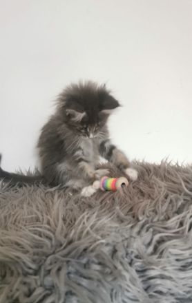 ❤️Zuckersüße Reinrassige Maine coon Katerchen Kitten ❤️