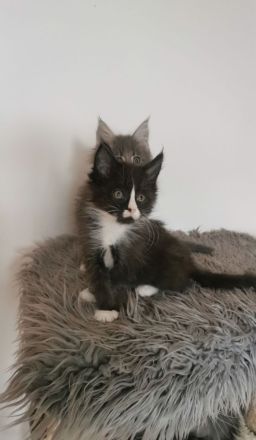 ❤️Zuckersüße Reinrassige Maine coon Katerchen Kitten ❤️