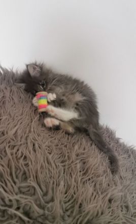 ❤️Zuckersüße Reinrassige Maine coon Katerchen Kitten ❤️