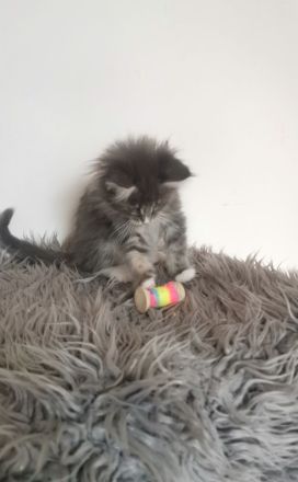 ❤️Zuckersüße Reinrassige Maine coon Katerchen Kitten ❤️