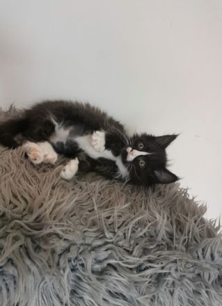 ❤️Zuckersüße Reinrassige Maine coon Katerchen Kitten ❤️