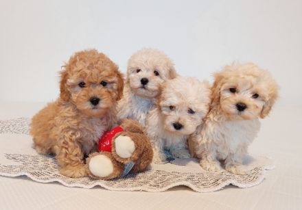 Maltipoo Welpen, apricot und creme,  4 Rüden