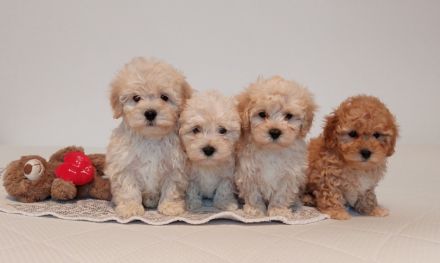 Maltipoo Welpen, apricot und creme,  4 Rüden