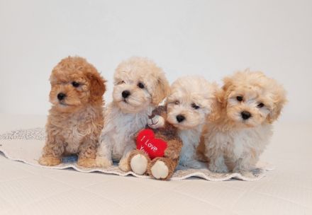Maltipoo Welpen, apricot und creme,  4 Rüden