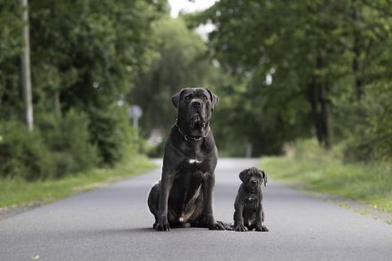 Kräftige Cane Córso Welpen