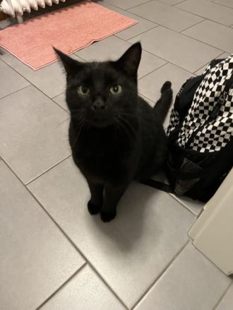 2 Jahre junger Freigänger - schwarzer Kater in gute Hände abzugeben