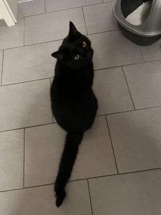 2 Jahre junger Freigänger - schwarzer Kater in gute Hände abzugeben