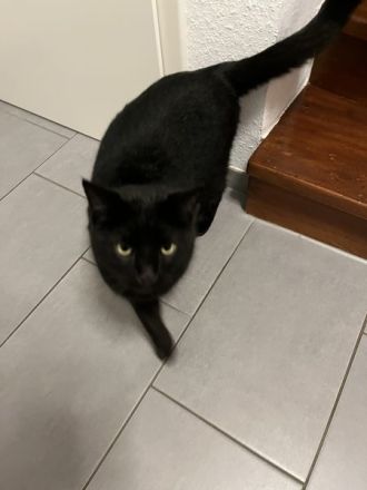 2 Jahre junger Freigänger - schwarzer Kater in gute Hände abzugeben