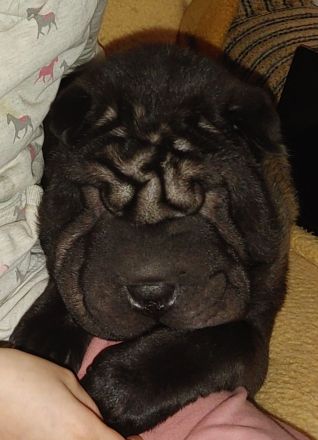 Shar Pei