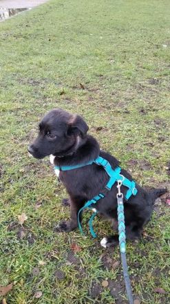 Lotta sucht ihr eigenes Körbchen