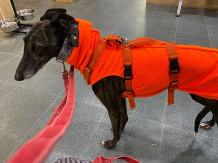 sanfte Seele, sucht sanftes zu Hause