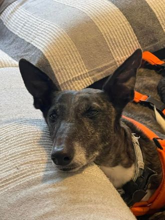 sanfte Seele, sucht sanftes zu Hause